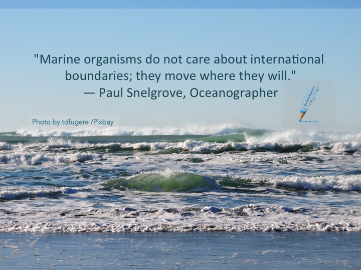 Ocean Quotes - P. Snelgrove