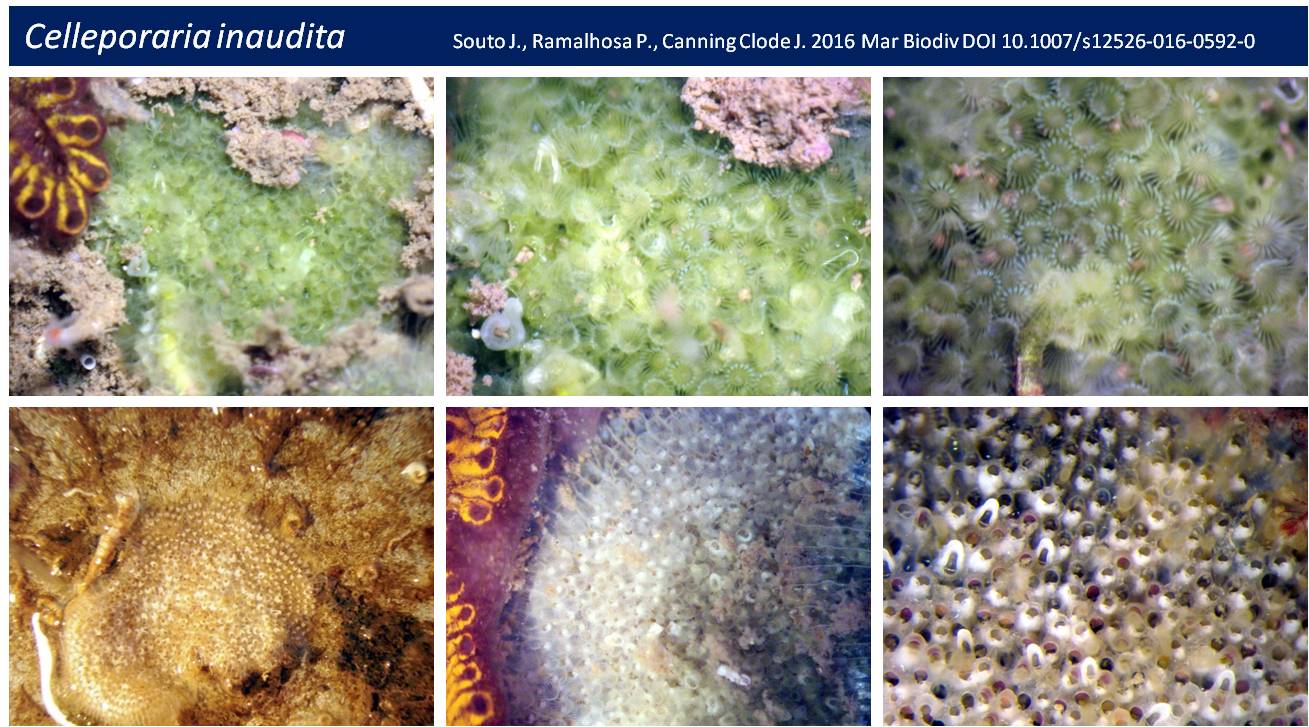 new-bryozoan-species-discovered